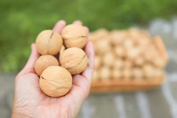 Foto op Plexiglas Walnuts in the hand and on the background of green grass. Harvesting nuts. Selective focus © Elena
