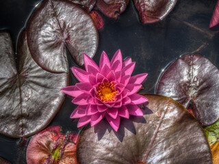 fleurs de lotus aux jardins d'eau à Carsac en Dordogne en France
