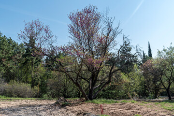 Tall, green trees in the park - a perfect place to relax.