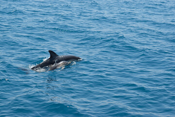 Baby Common Dolphin and Mother Surfacing to Breathe in the Eastern Aegean Sea off of Samos, Greece.
