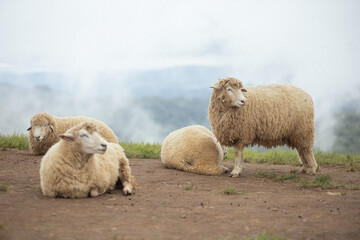 a flock of sheep sitting on the mountain.