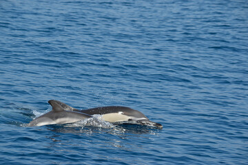 Baby Common Dolphin and Mother Surfacing to Breathe in the Eastern Aegean Sea or Samos, Greece.