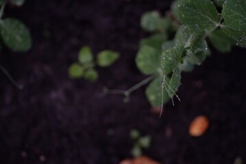 green leaves of peas, leaves, young, beans, against the background of black soil, earth, soil, dew drops, in the evening, field, organic field, vegetarianism, vegan, food, food, beds, vegetable garden