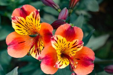 red and yellow flower