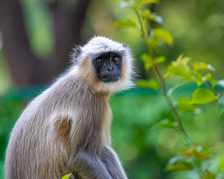 A Langoor posing for a portrait
