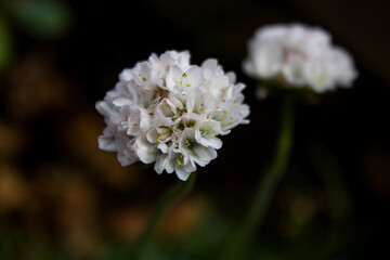 close up of white flower