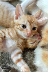 Gray cat, orange white cat and tabby cat , 3 kitten are sleeping together