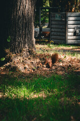 Fototapeta premium Eichhörnchen auf dem Friedhof.
