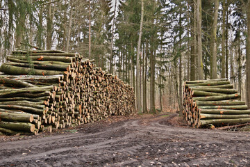 Holzpolter am Waldweg
