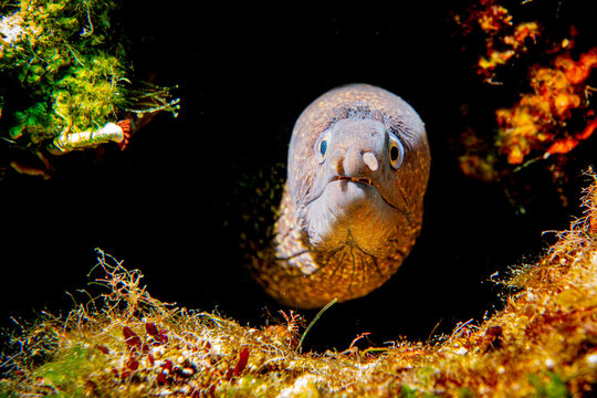 Nasenfisch Bilder Durchsuchen 1,092 Archivfotos, und
