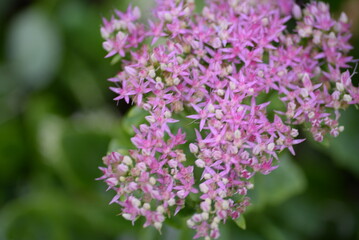 abstraction, Stonecrop, blurred photo, defocus, for background, texture, flower field, gradient, field of flowers, gradient, green color, pink flowers, sedum, bush, succulent, thick-leaved plant