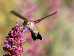 hummingbird on flower