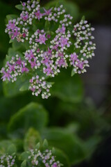 abstraction, Stonecrop, blurred photo, defocus, for background, texture, flower field, gradient, field of flowers, gradient, green color, pink flowers, sedum, bush, succulent, thick-leaved plant