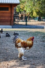 Beautiful large chicken cock standing bird with super feather colors 