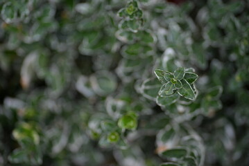 variegated white - green leaves evergreen graceful shrub, plant background, living fence, sustainable development, environmental sustainability on Fortune euonymus Japanese close-up