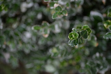 variegated white - green leaves evergreen graceful shrub, plant background, living fence, sustainable development, environmental sustainability on Fortune euonymus Japanese close-up