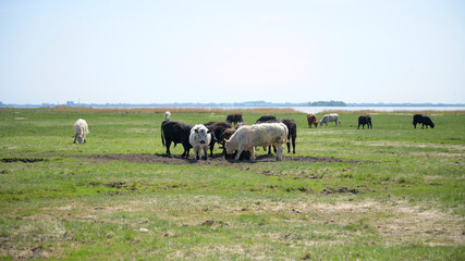 Summer grazing on the island of Nyord