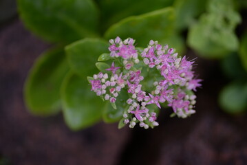 Fototapeta premium abstraction, Stonecrop, blurred photo, defocus, for background, texture, flower field, gradient, field of flowers, gradient, green color, pink flowers, sedum, bush, succulent, thick-leaved plant