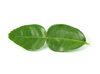 Leaf of bergamot (kaffir lime) isolated on white background.