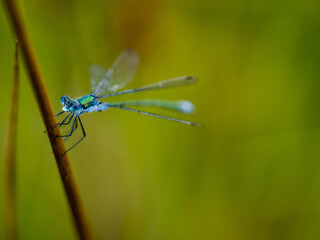 blue dragonfly on a twig