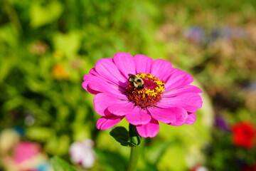 Bumblebee pollinates Zinnia flowers during the summer.