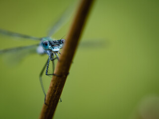 blue damselfly on stem of grass