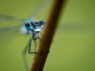 damselfly on a leaf