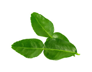 Leaf of bergamot (kaffir lime) isolated on white background.