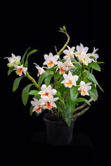 Naklejka na ściany i meble Blooming orchid, Dendrobium Dawn Maree. Black background. Hybrid variety.