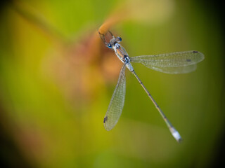 blue damselfly on a green leaf from abobe
