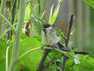 Young great tit sits on a stalk of a sunflower