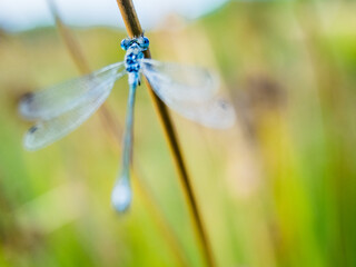 blue damselfly on stem of grass