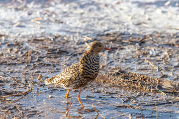 Male Ruff (bird) in breeding plumage stands on the shore of the lake