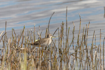 Wood sandpiper on a sandy shore near the water