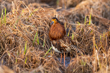 Male ruff (bird) in breeding plumage on a summer day close-up