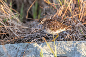 A female ruff (bird) on a summer day on the shore of the lake stands on a large stone