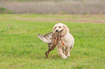 A Golden Retriever puppy practices retrieving with a Mallard duck