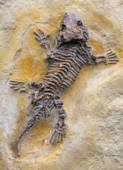 Fossilized animal - reptile fossil