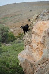 domestic goat on top of ridge in mountain
