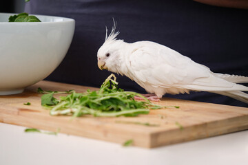 Albino cockatiel eating the rests of swiss chard its owner is preparing. White-faced Lutinos...