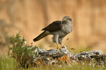 azor en el campo se come una presa