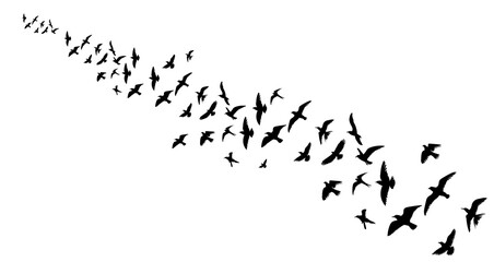 silhouette of flying birds