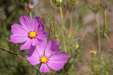 Wild Cosmos Flowers With Purple and Pink Petals And Yellow Stamen  In Bloom