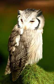 autillo cariblanco africano