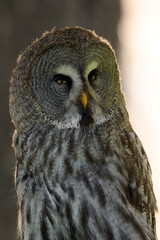 Strix nebulosa (carabo lapón) en el bosque