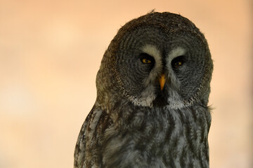 Strix nebulosa (carabo lapón) en el bosque