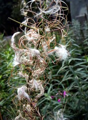 seed vessels with blow-balls of willowherb plant close up