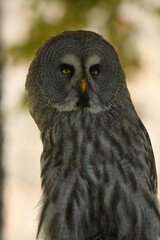 Strix nebulosa (carabo lapón) en el bosque