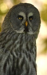 Strix nebulosa (carabo lapón) en el bosque