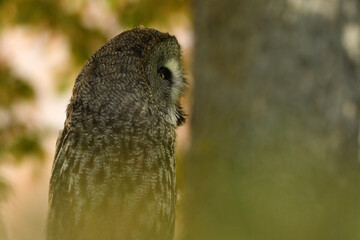 Strix nebulosa (carabo lapón) en el bosque
